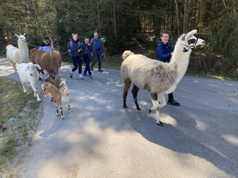 Tier im Zoo