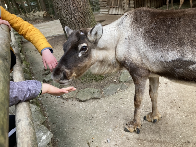 Tier im Zoo