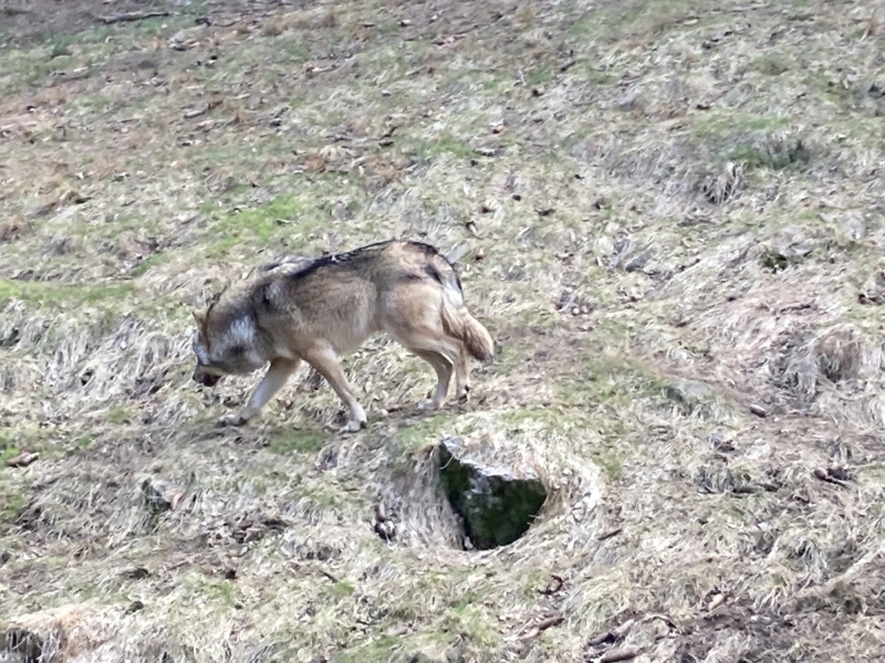 Tier im Zoo