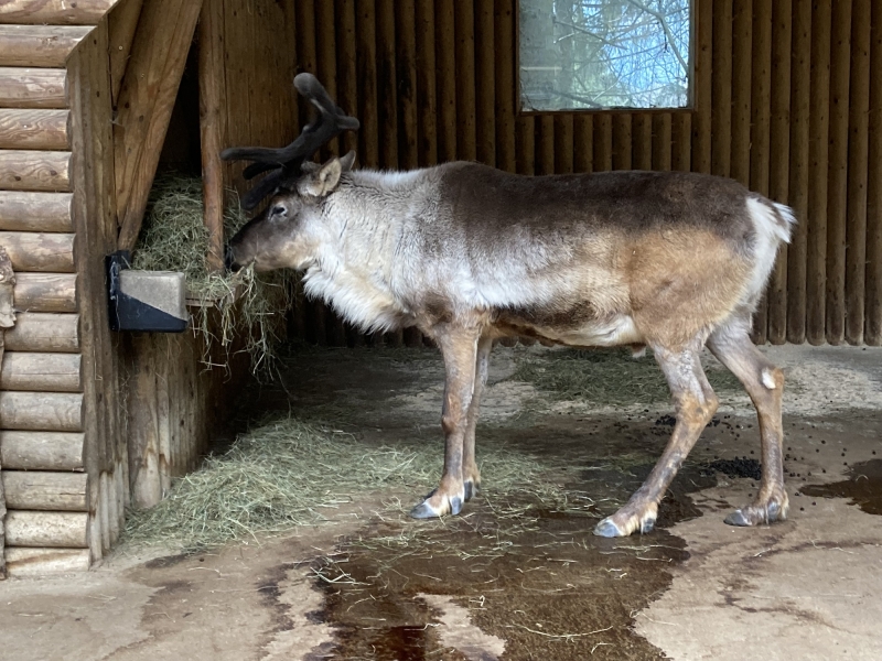 Tier im Zoo