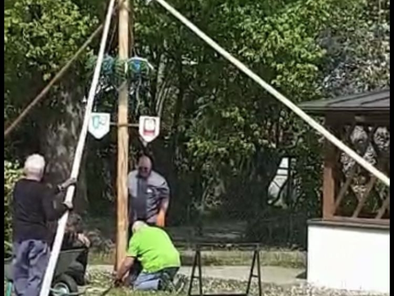 Baum wird aufgestellt