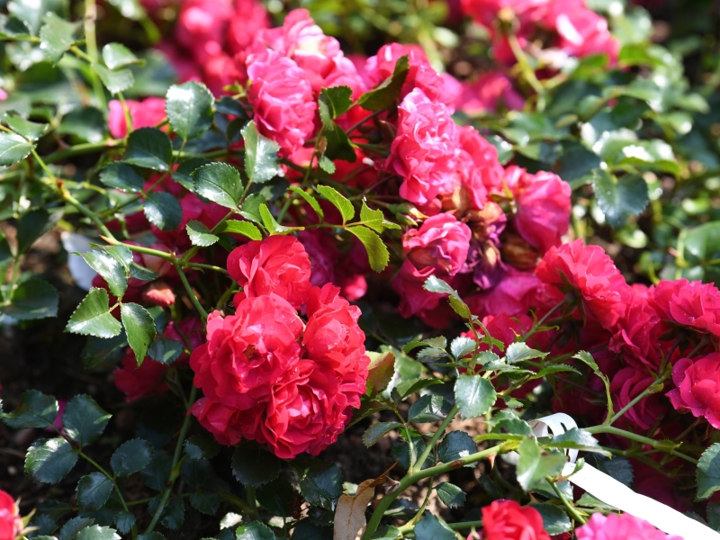 Au&szlig;enaufnahme von Blumen
