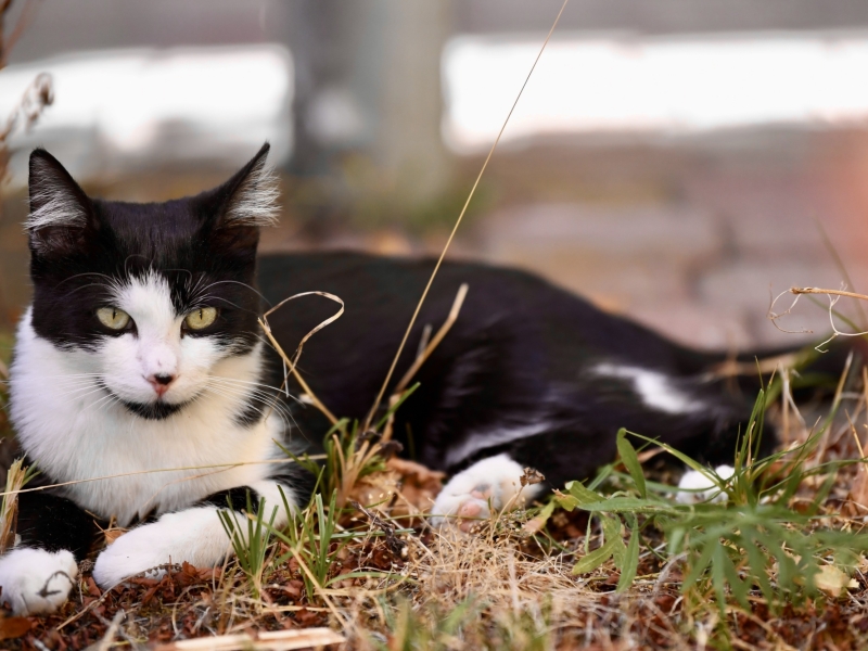 Katze im Gras