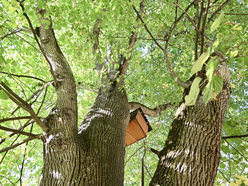 Baum
