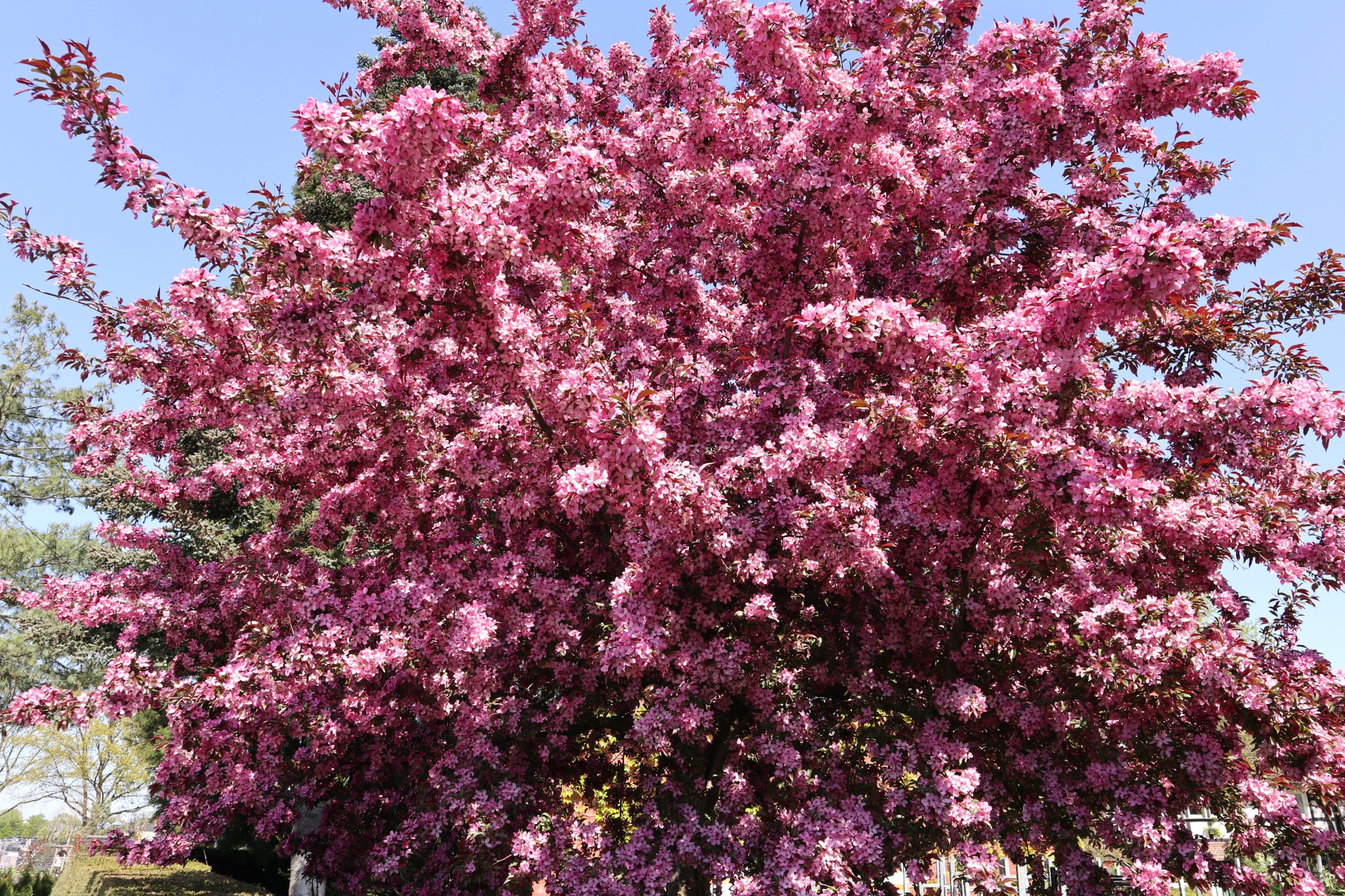 Baum im Freien