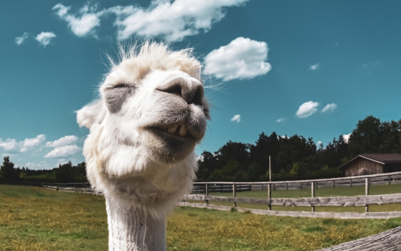 Llama unter freiem Himmel