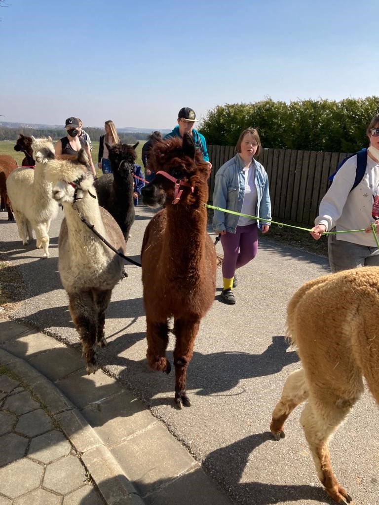 Kinder mit LLamas