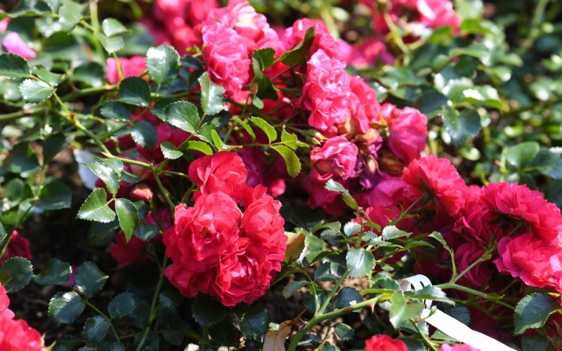 Rosen