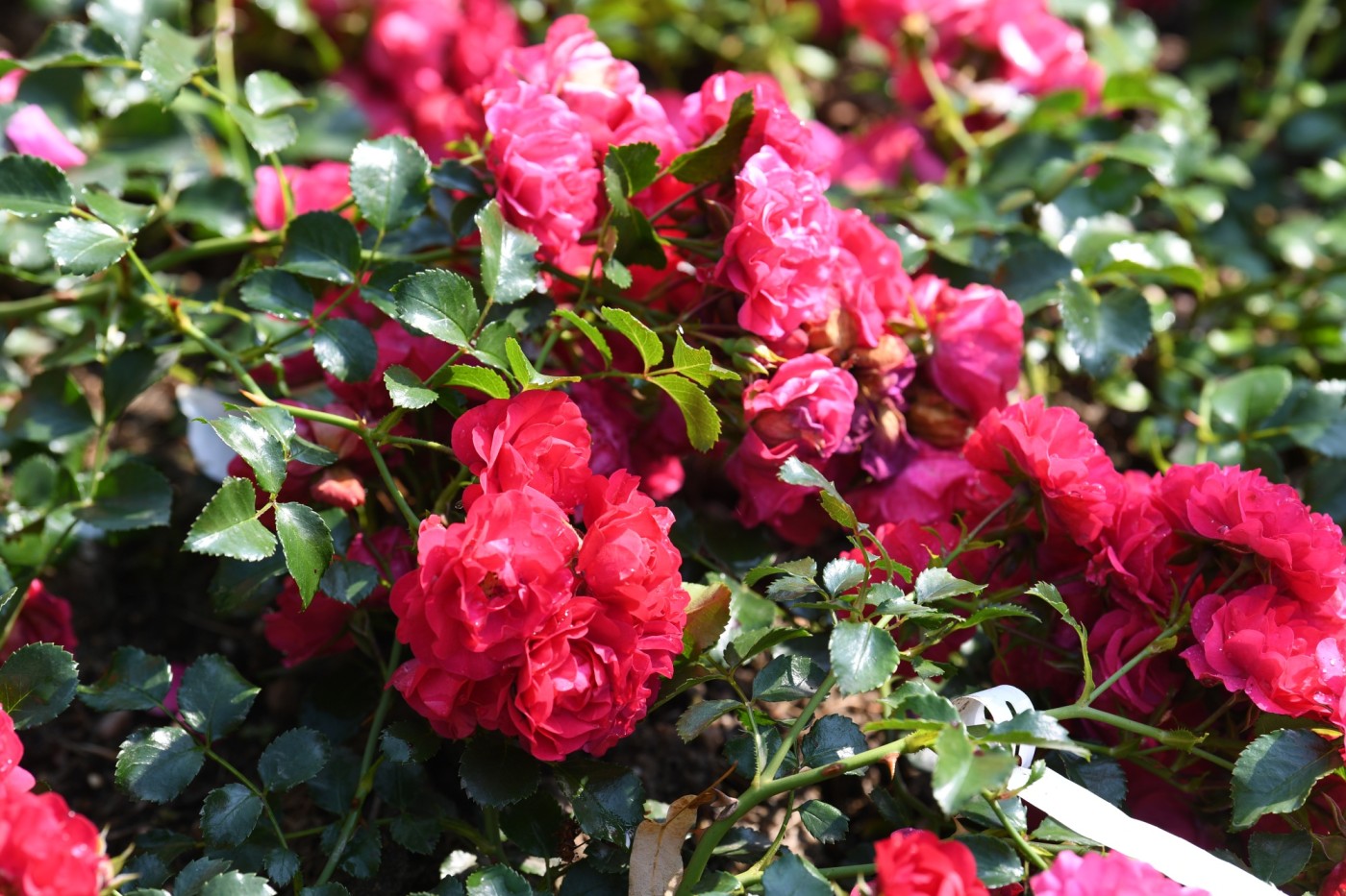 Rosen